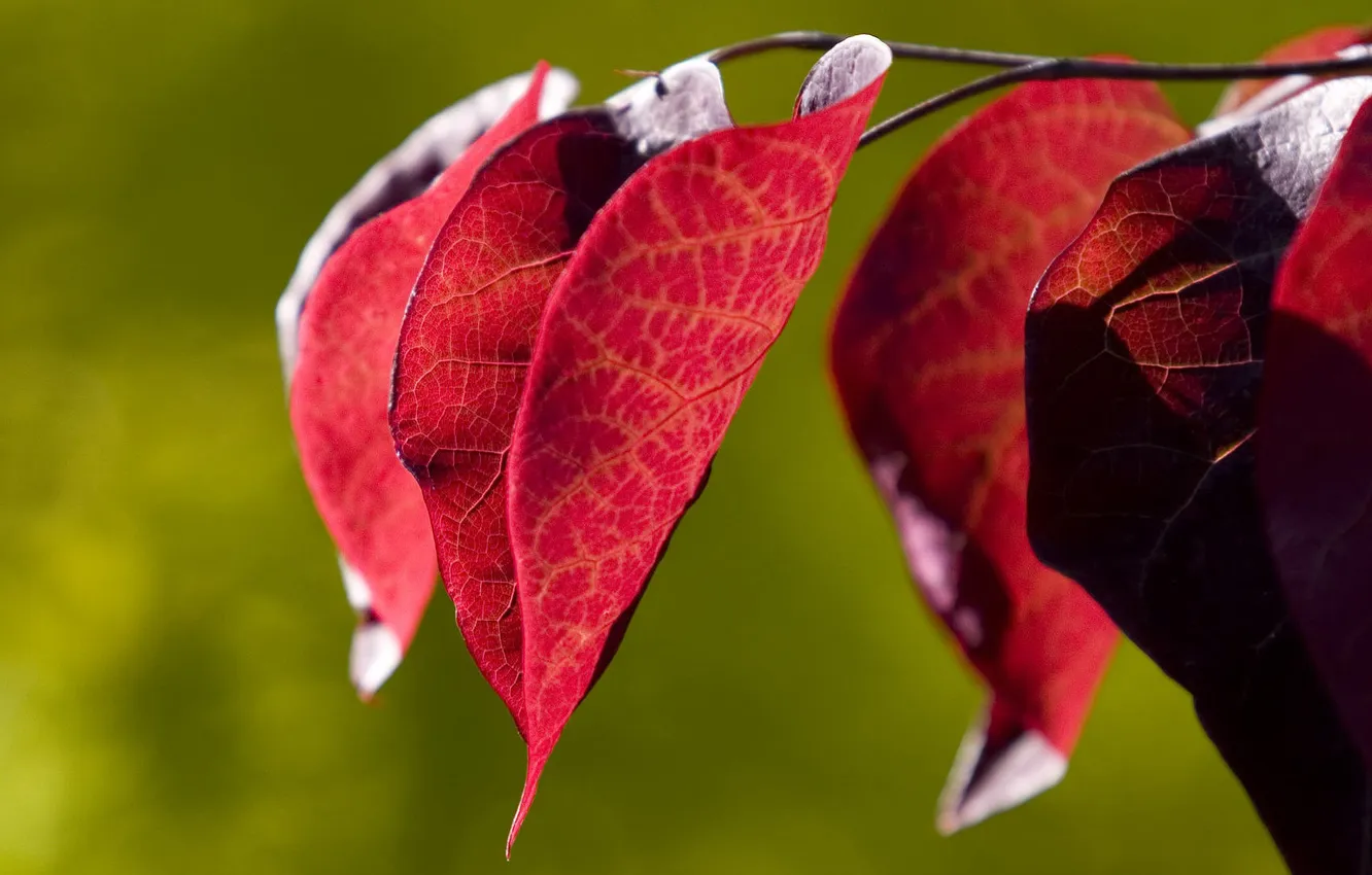 Photo wallpaper leaves, light, branches, red, green, plant, color, contrast