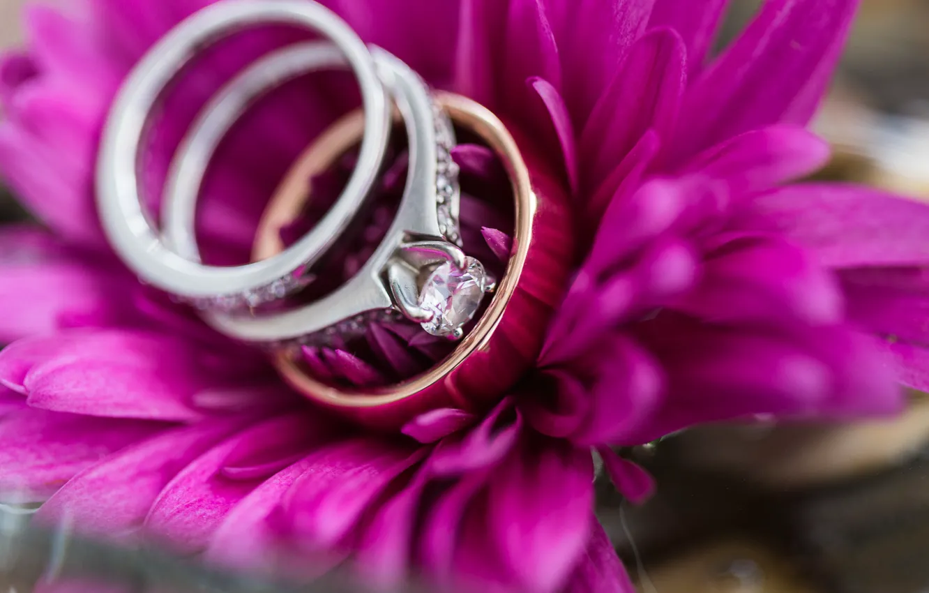 Photo wallpaper flower, ring, petals, wedding, engagement