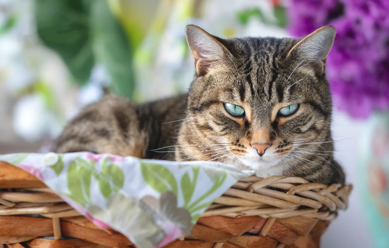 Photo wallpaper cat, cat, look, basket, muzzle, bokeh, cat