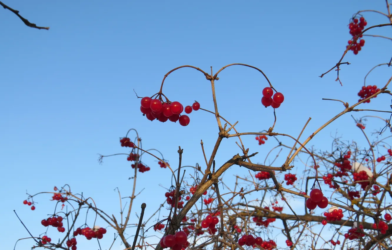 Photo wallpaper branches, berries, Bush, Kalina, in the snow, viburnum
