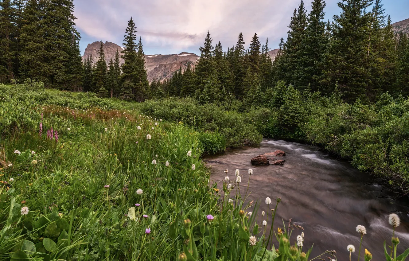 Photo wallpaper greens, forest, grass, mountains, glade, ate