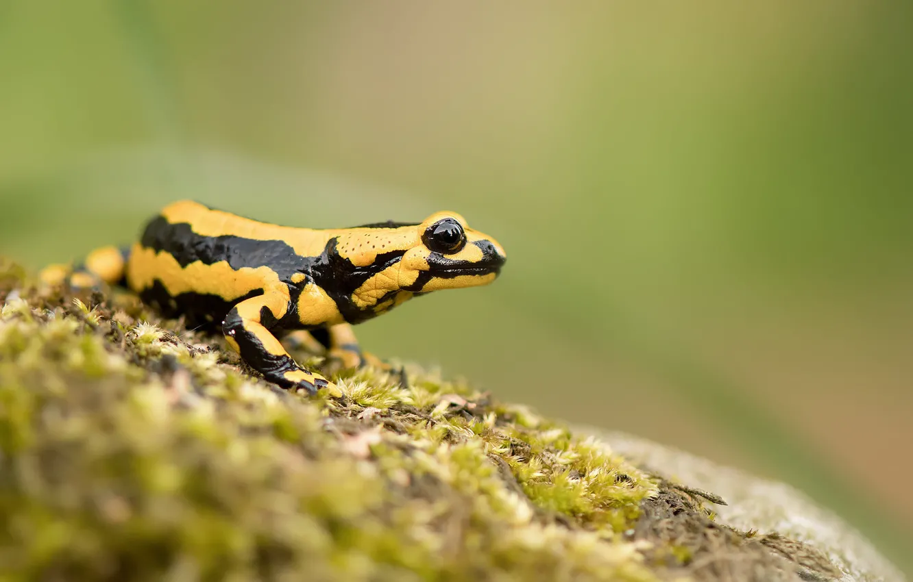 Photo wallpaper yellow, background, moss, frog, spotted, with black spots