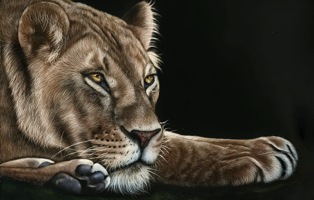 Photo wallpaper look, face, predator, paws, lioness, black background, lioness