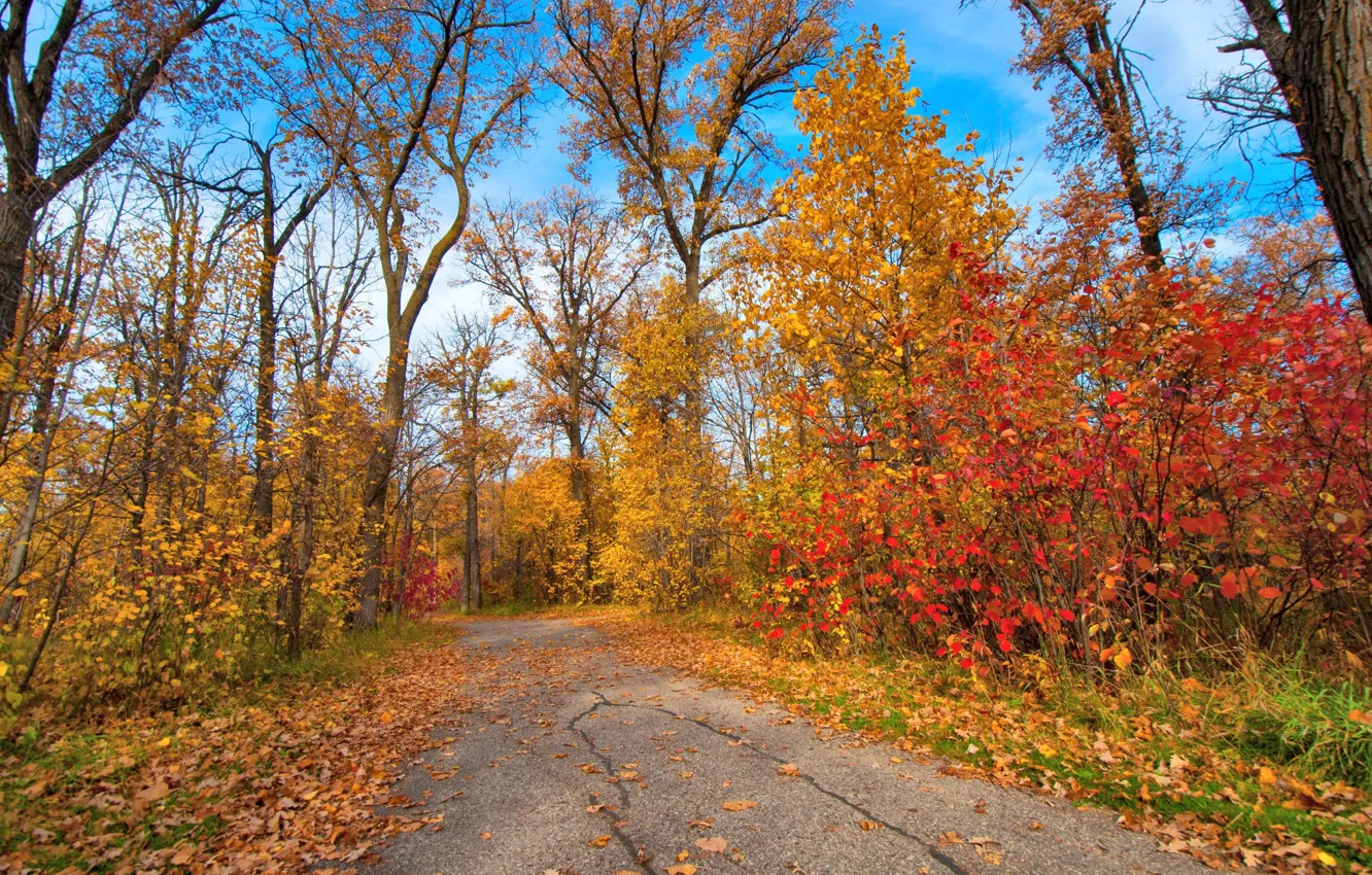 Photo wallpaper autumn, leaves, trees, Park, track
