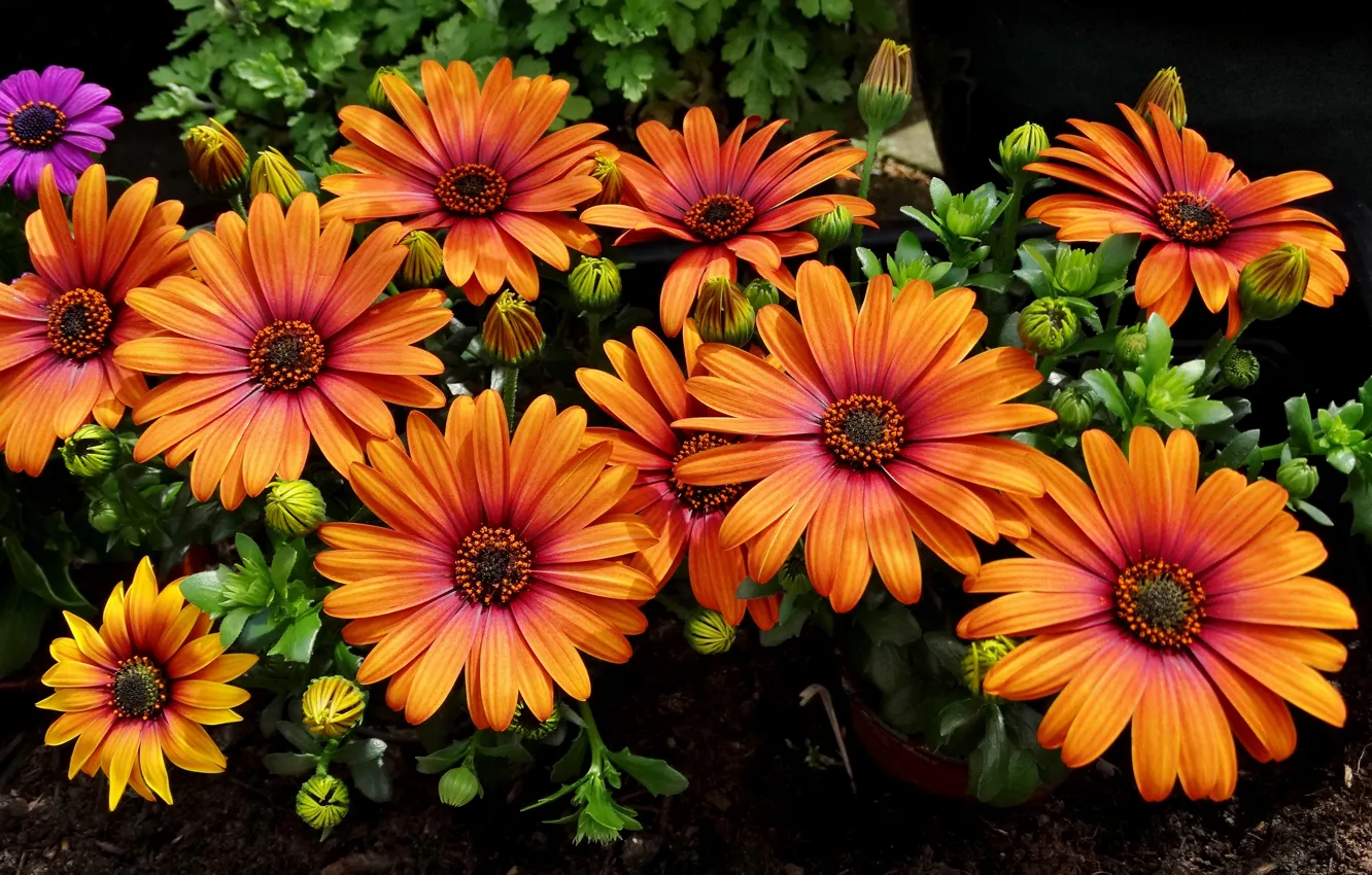 Photo wallpaper petals, buds, Osteospermum