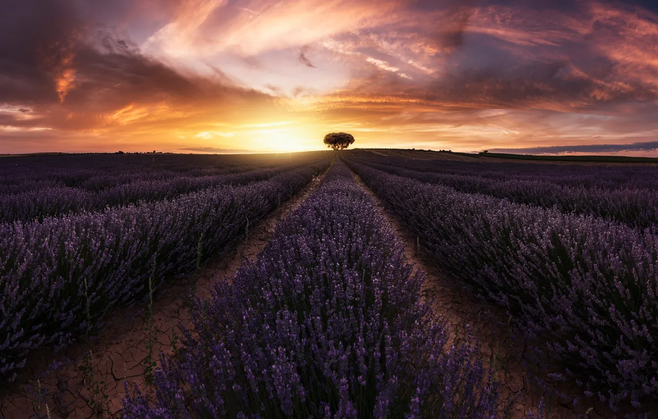 Photo wallpaper field, the sun, light, tree, lavender