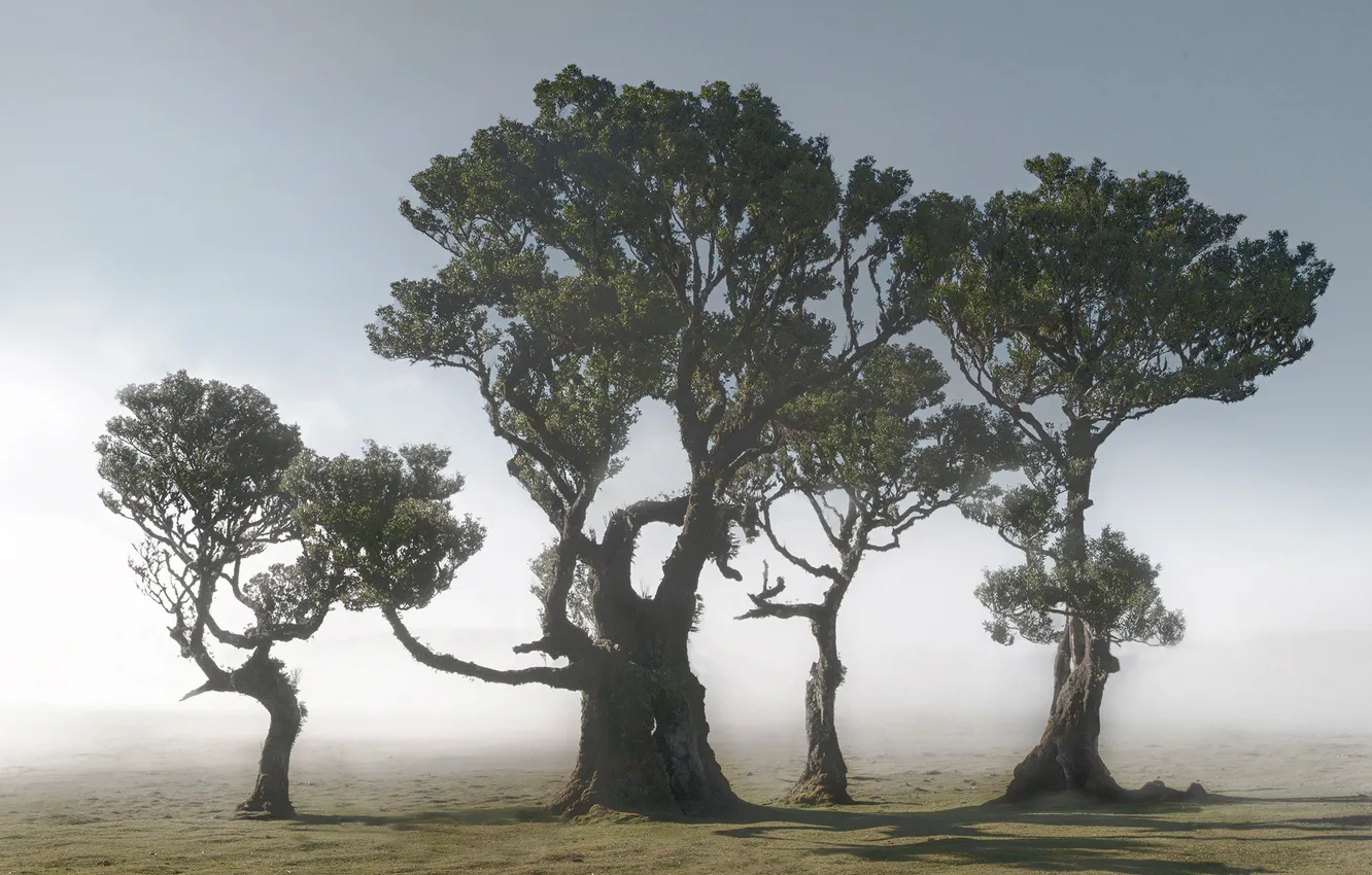 Photo wallpaper field, forest, trees, branches, nature, fog, morning, haze