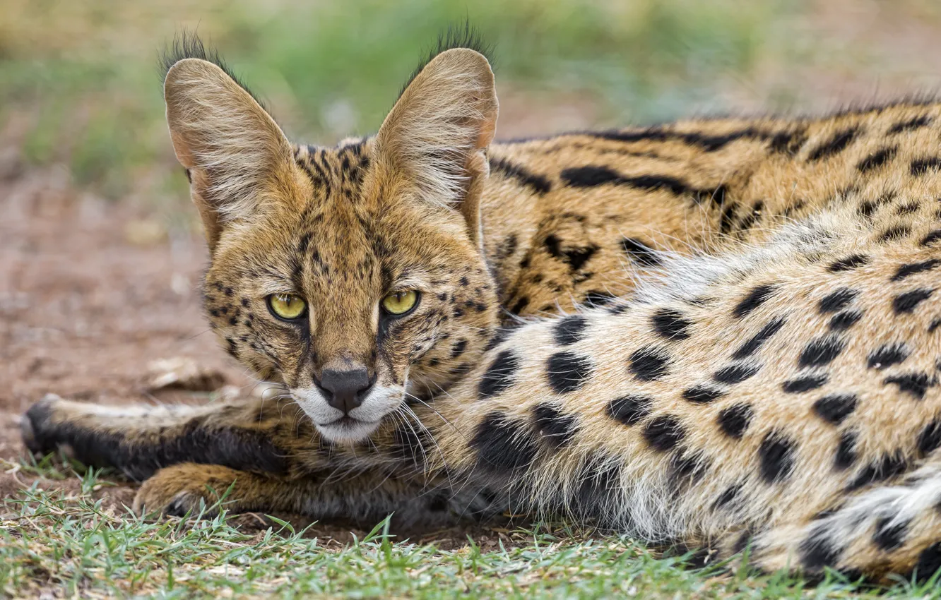 Photo wallpaper cat, look, face, Serval, ©Tambako The Jaguar