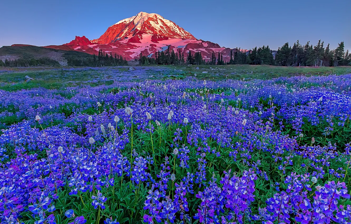Photo wallpaper flowers, mountain, meadow, USA, Washington