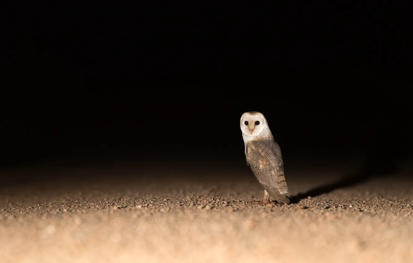 Photo wallpaper owl, bird, black background, the barn owl