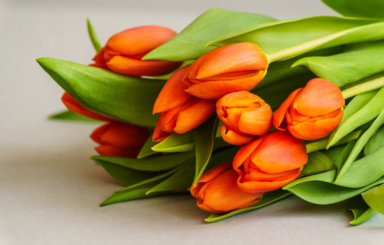 Photo wallpaper flowers, bouquet, tulips, fresh, flowers, beautiful, romantic, tulips
