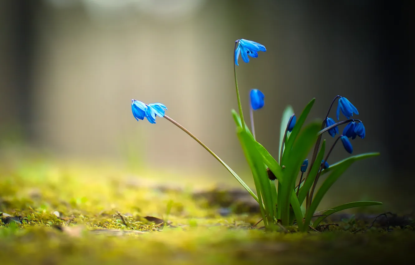 Photo wallpaper flowers, blue, background, glade, spring, bokeh, Scilla