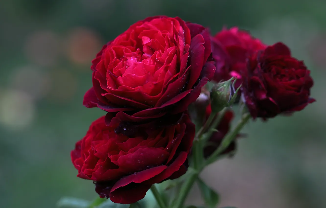 Photo wallpaper flowers, red, roses, lush