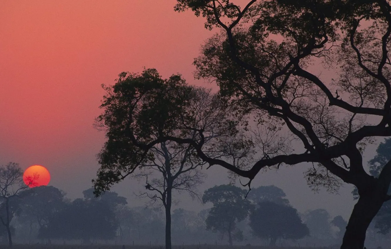 Photo wallpaper fog, sun, trees, landscapes, sunset, the evening, trees, the sun
