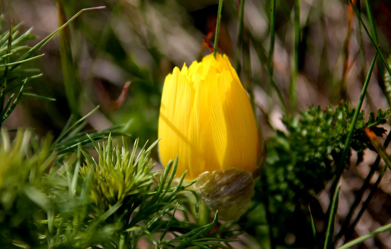 Photo wallpaper yellow, spring, starodubka