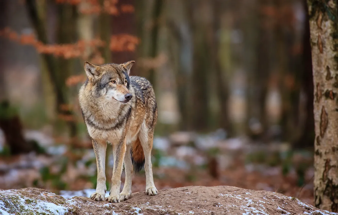 Photo wallpaper forest, nature, wolf