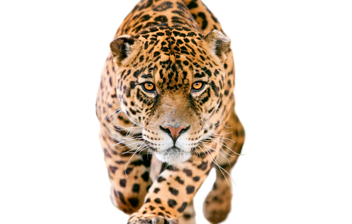 Photo wallpaper look, face, predator, blur, white background, Jaguar, sneaks, spotted