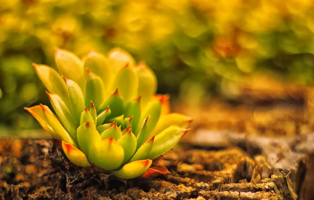 Photo wallpaper earth, plant, blur, cactus, stone rose, Ajuga, young