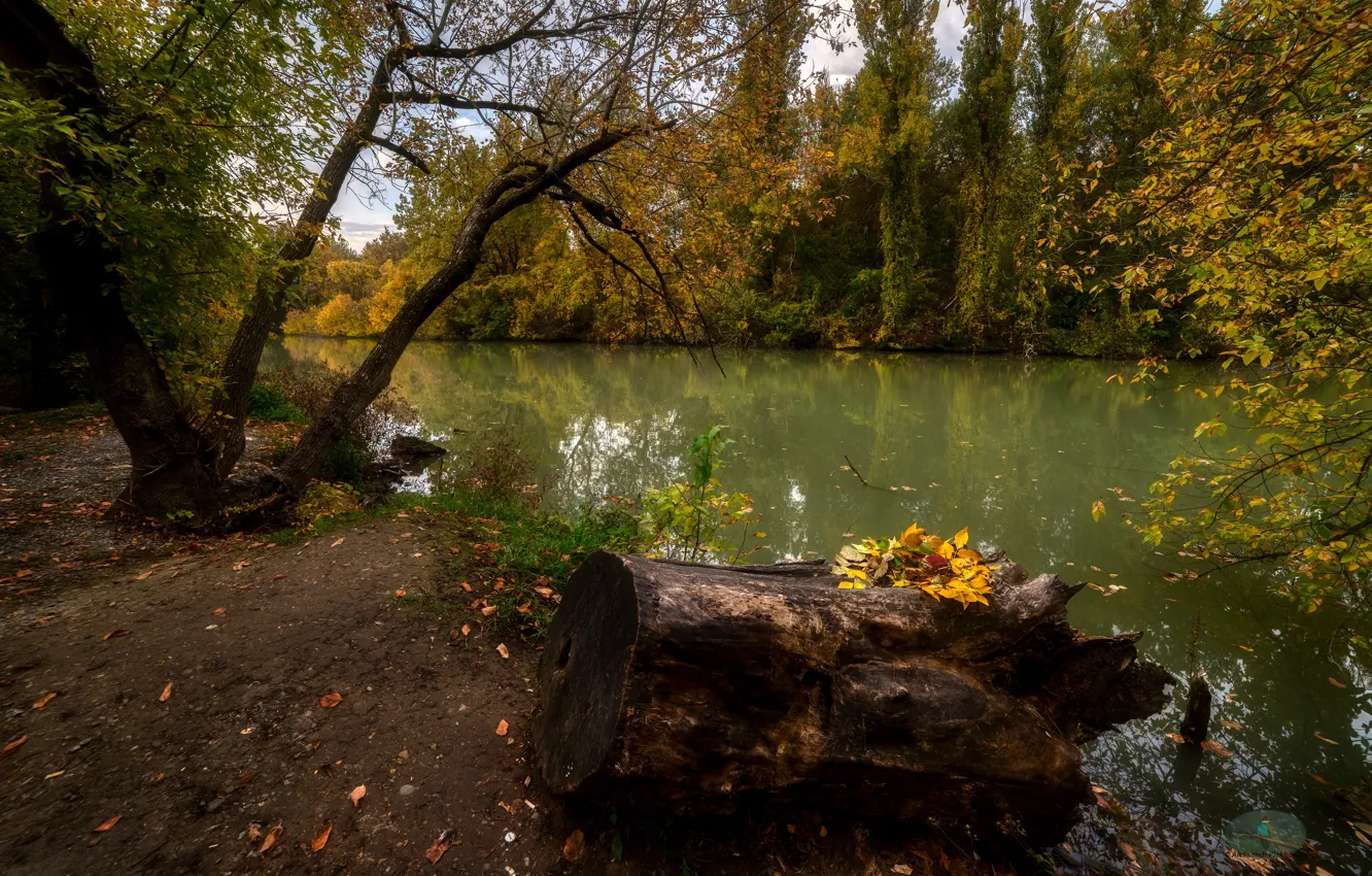 Photo wallpaper autumn, forest, landscape, nature, shore, pond, Alexander Plekhanov