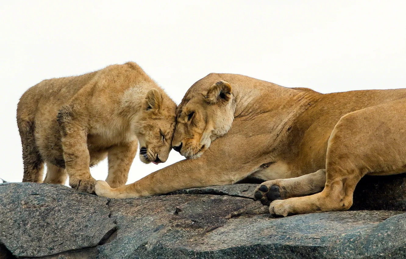 Photo wallpaper nature, background, Leo