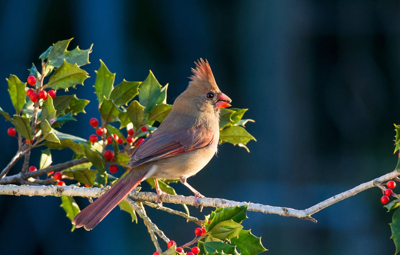 Photo wallpaper branches, berries, bird, beak, tail, cardinal