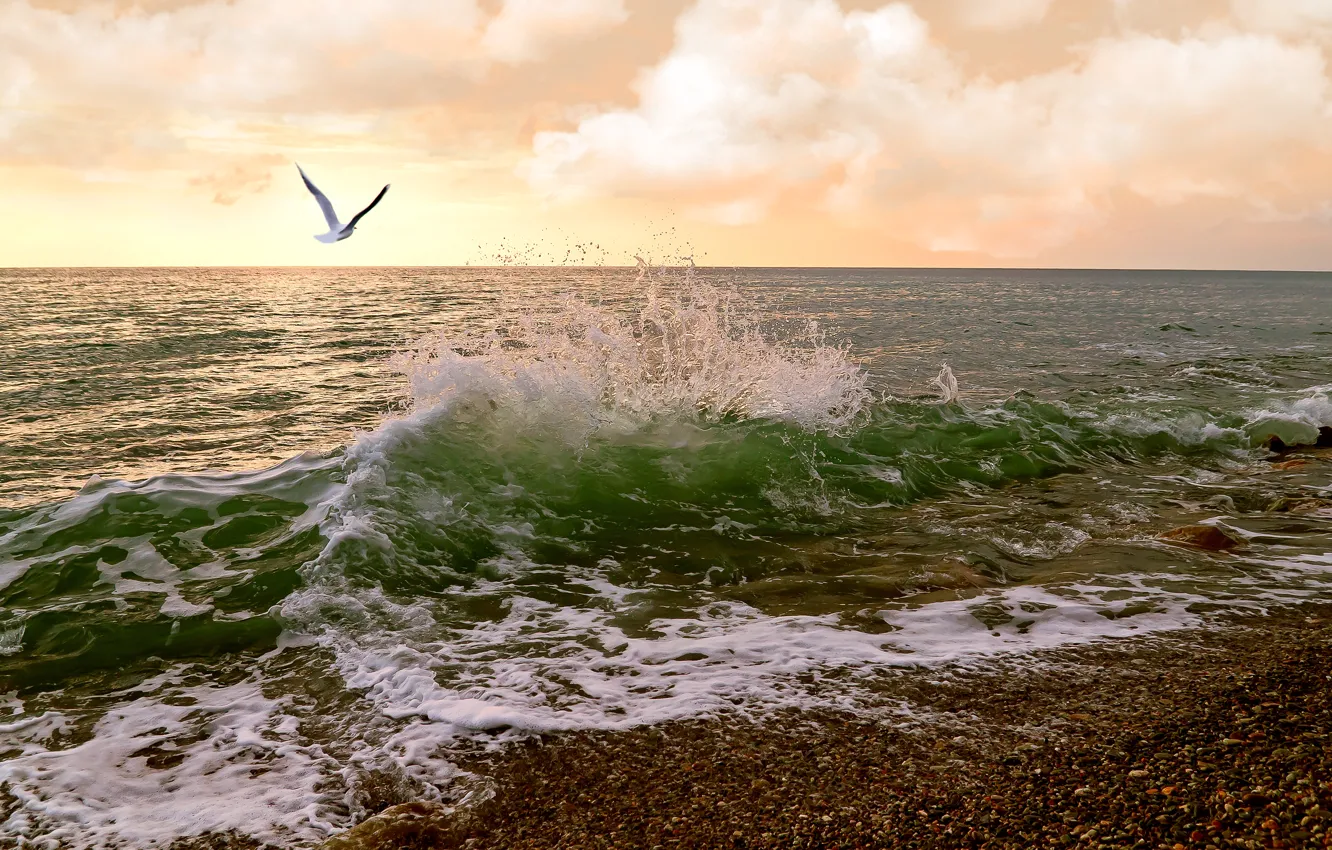 Photo wallpaper sea, clouds, seagulls