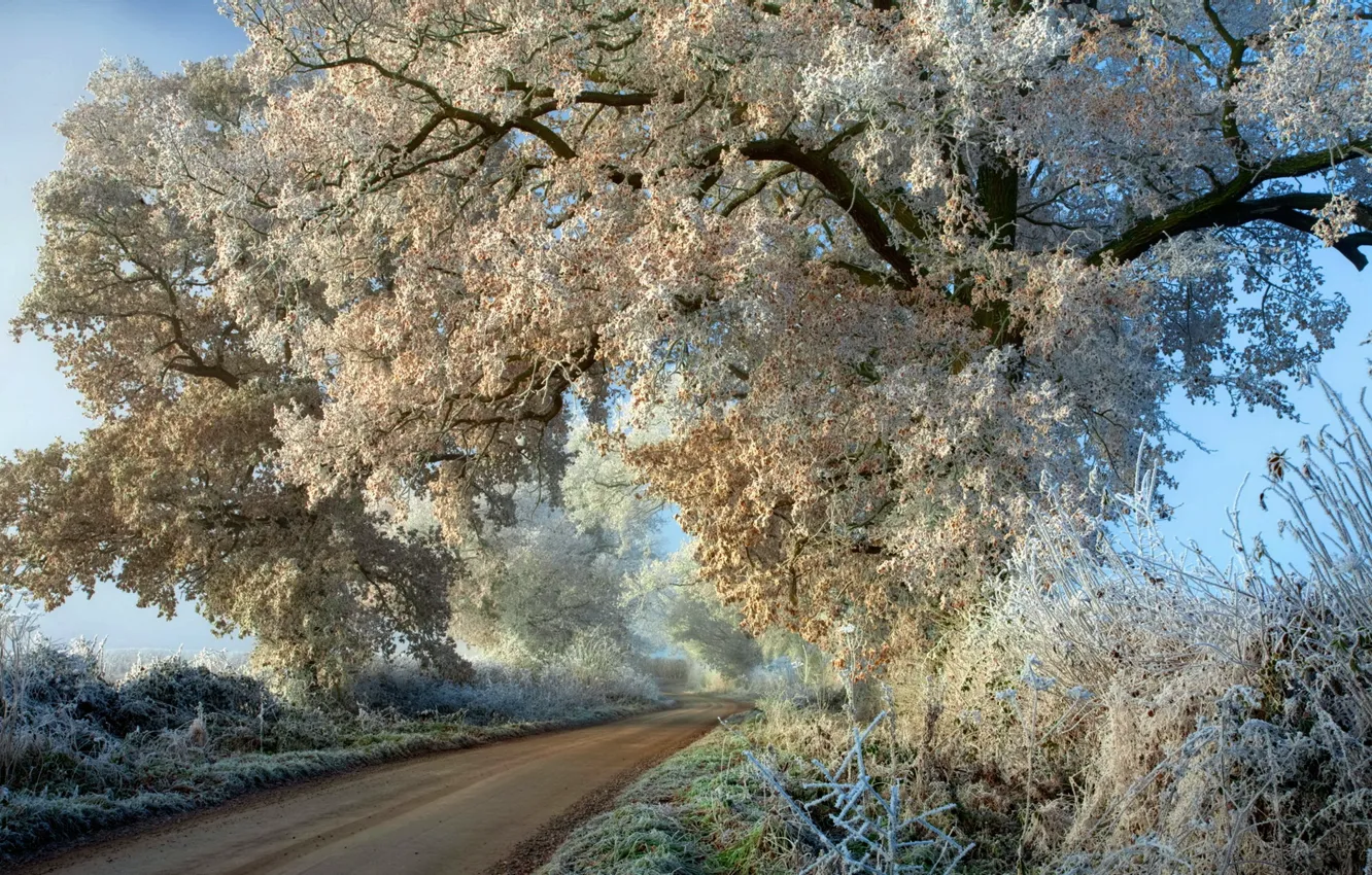 Photo wallpaper frost, road, autumn, trees