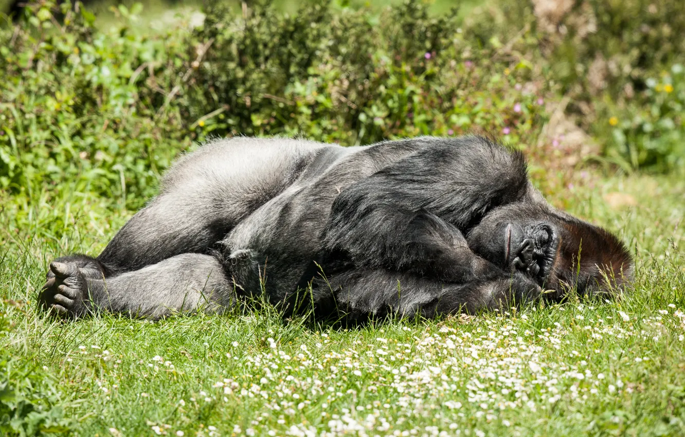 Photo wallpaper grass, the sun, stay, sleep, monkey, sleeping, gorilla, the primacy of