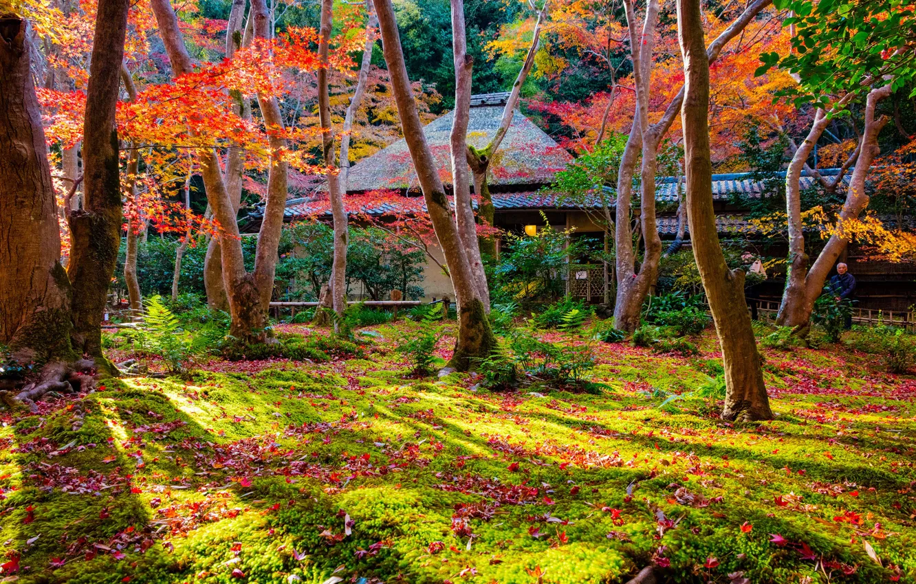 Photo wallpaper autumn, grass, leaves, the sun, trees, Park, Japan, Kyoto