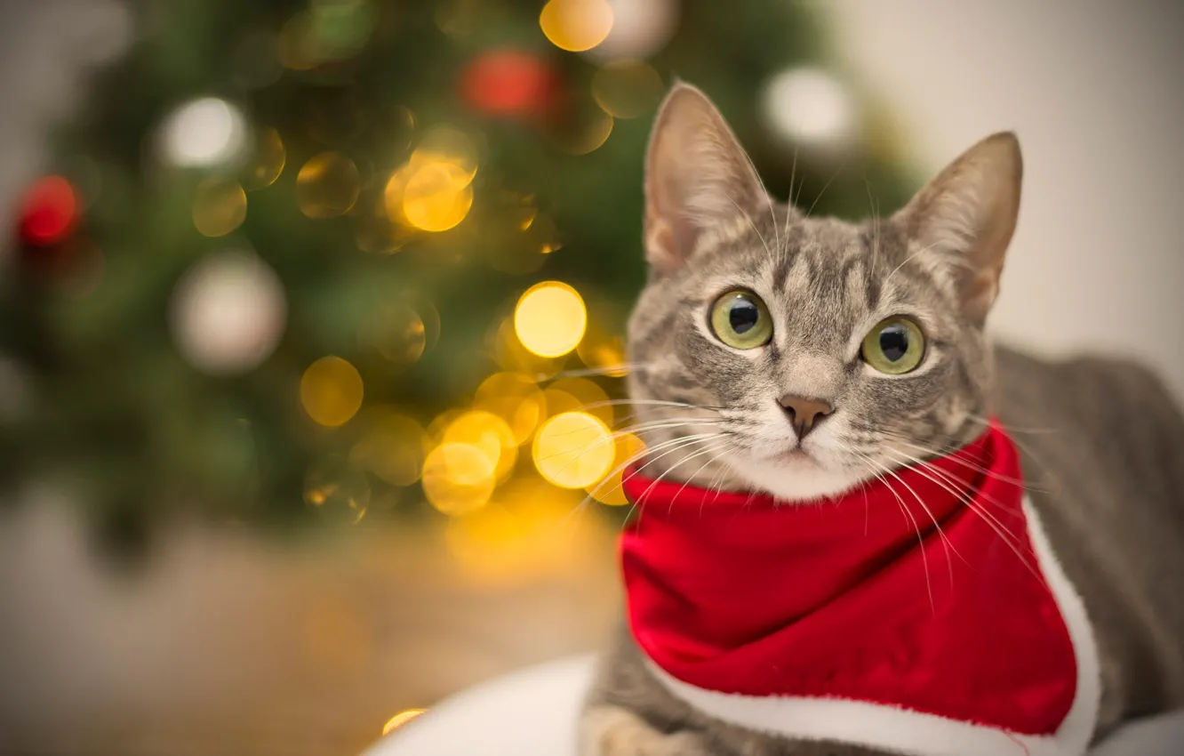 Photo wallpaper cat, cat, look, face, red, lights, grey, background