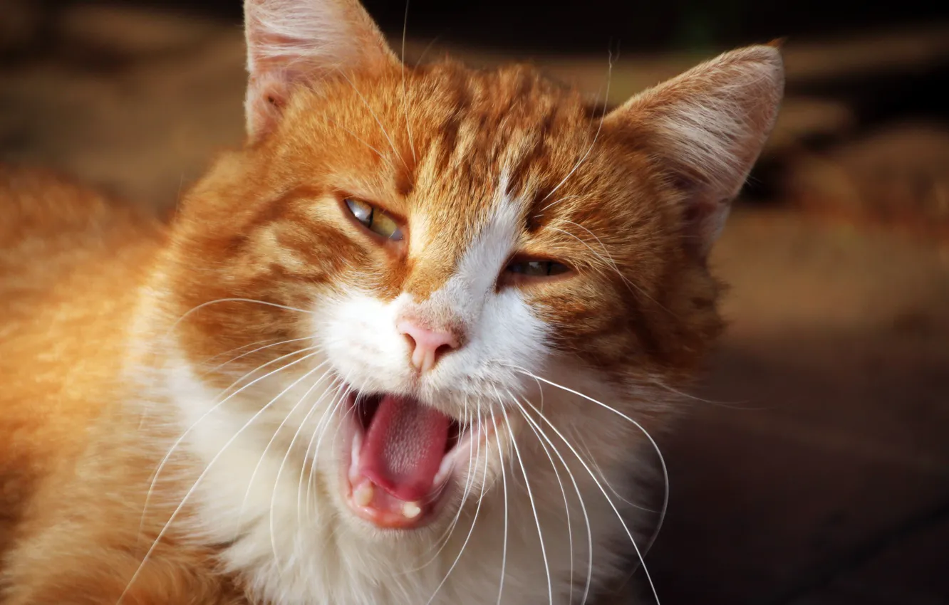 Photo wallpaper language, cat, eyes, cat, mustache, face, the sun, animal