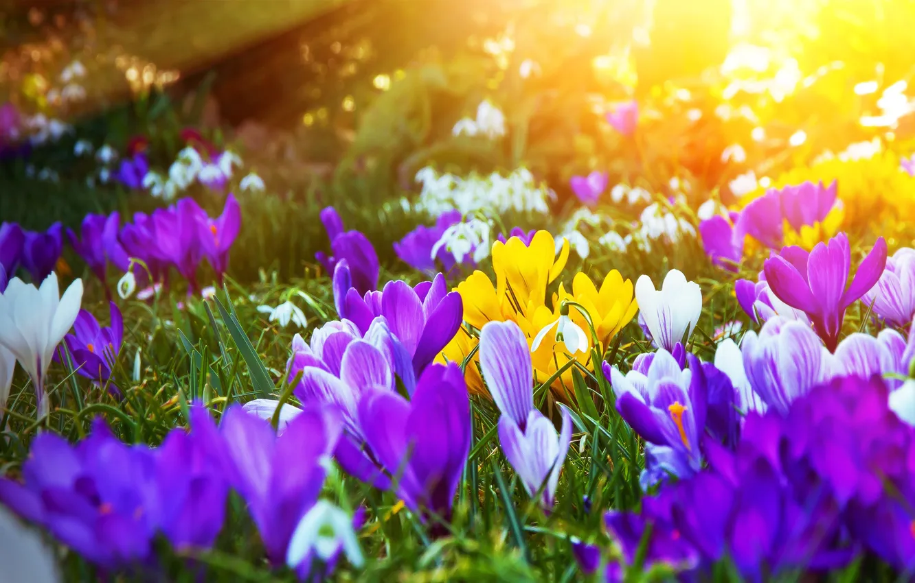 Photo wallpaper flowers, light, crocuses, bright, glade