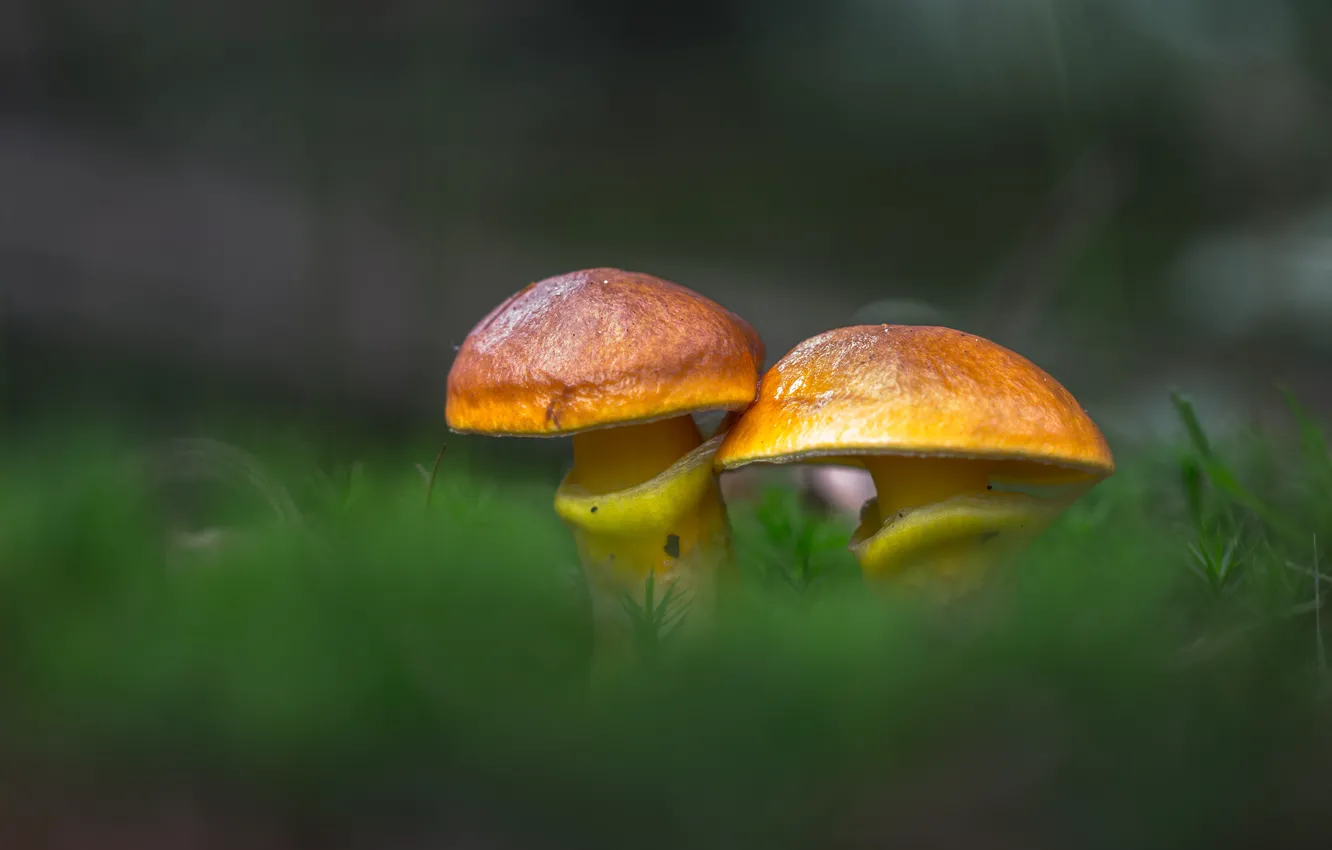 Photo wallpaper forest, grass, nature, mushrooms, larch, Greasers