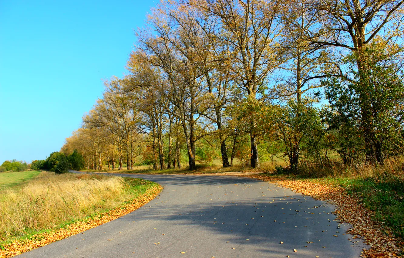 Photo wallpaper road, foliage, Autumn