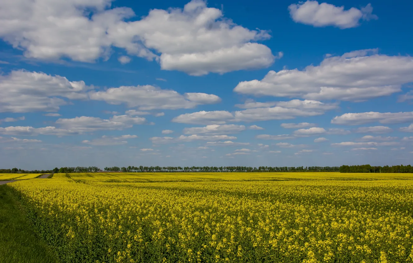 Photo wallpaper field, the sky, clouds, nature, journey, rape