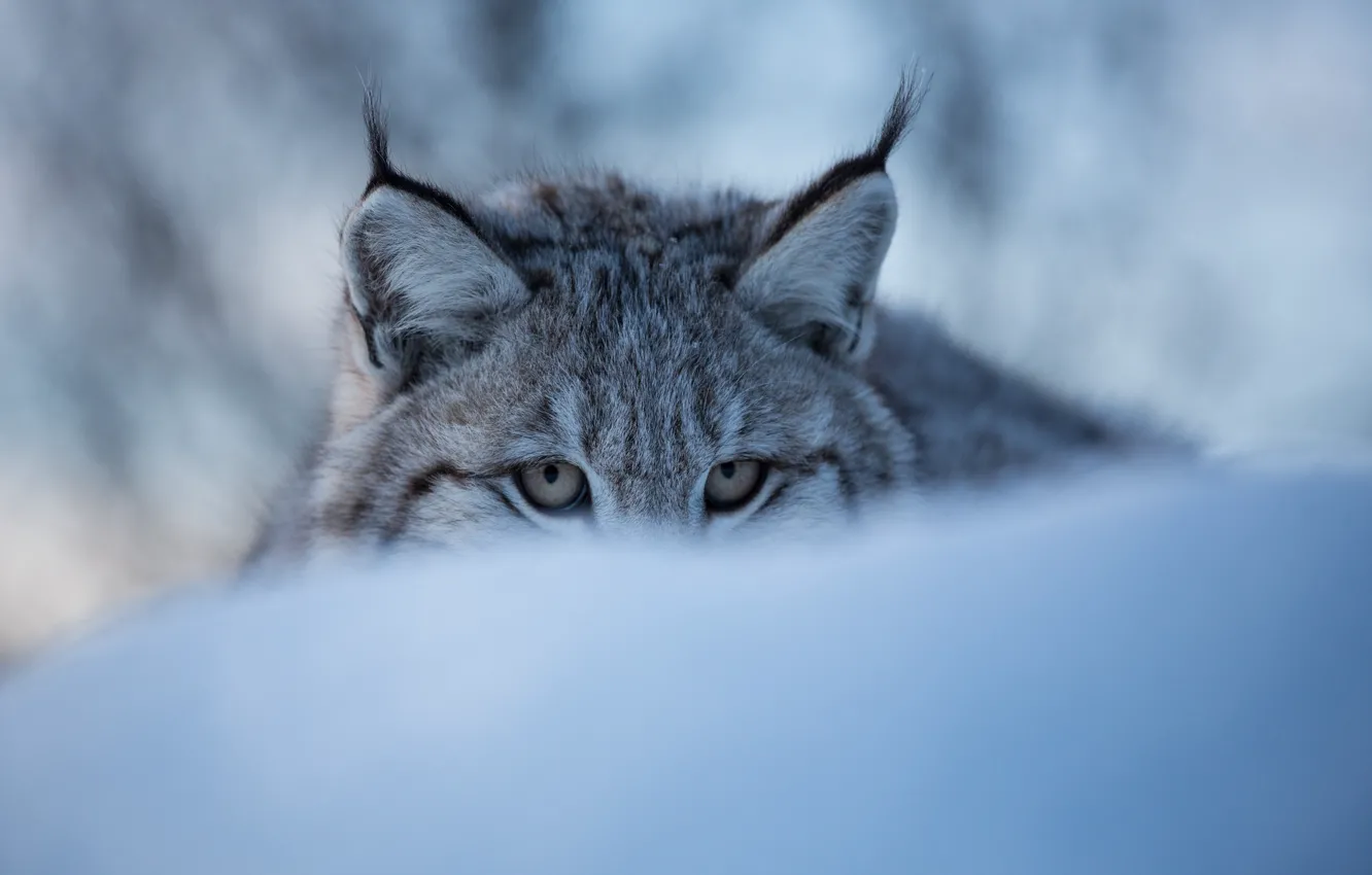 Photo wallpaper winter, eyes, face, snow, lynx, wild cat