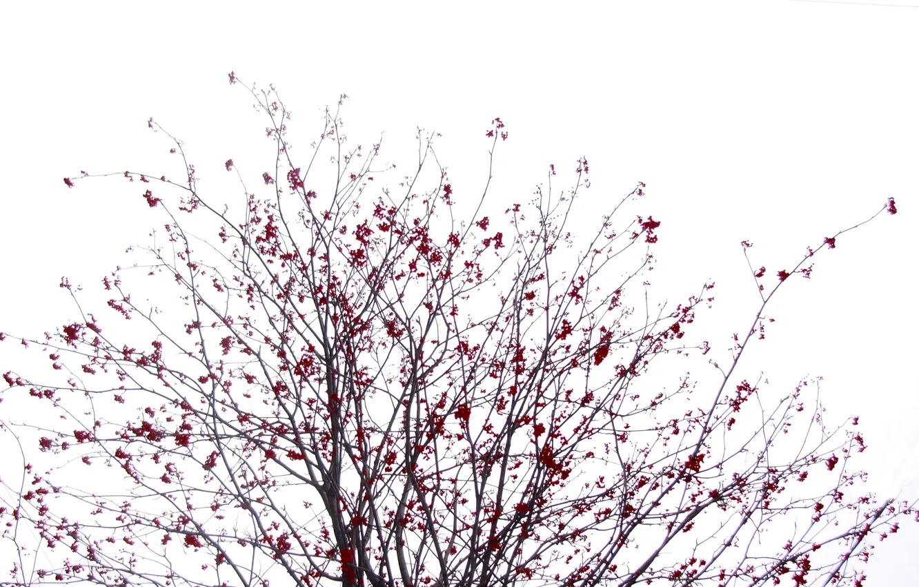 Photo wallpaper The sky, Winter, Tree, Sakura, Bush, Black, White, Rowan