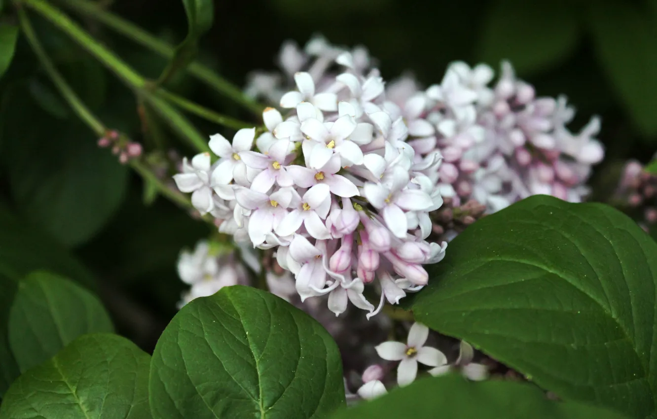 Photo wallpaper leaves, flowers, lilac