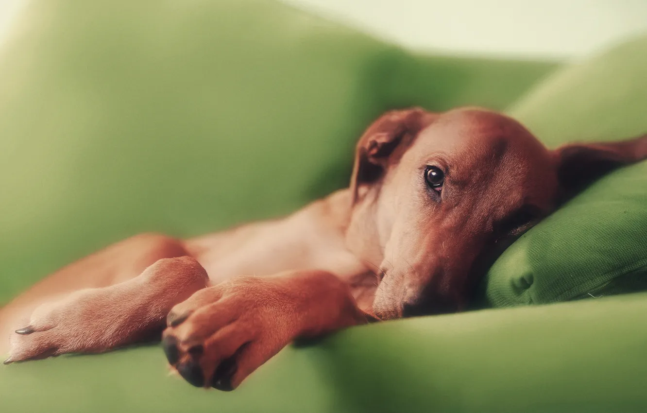 Photo wallpaper sofa, dog, paws, red