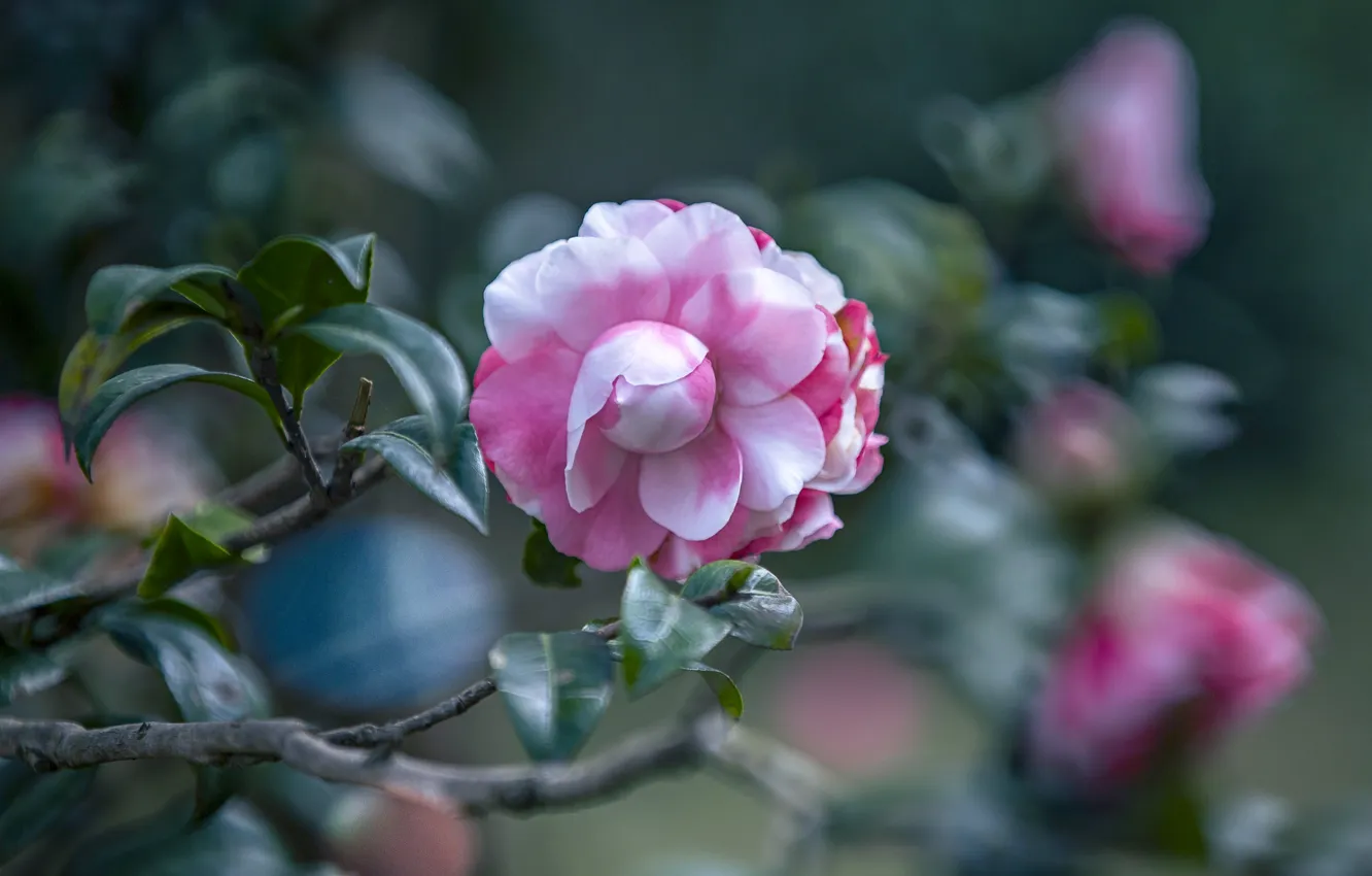 Photo wallpaper leaves, flowers, Camellia
