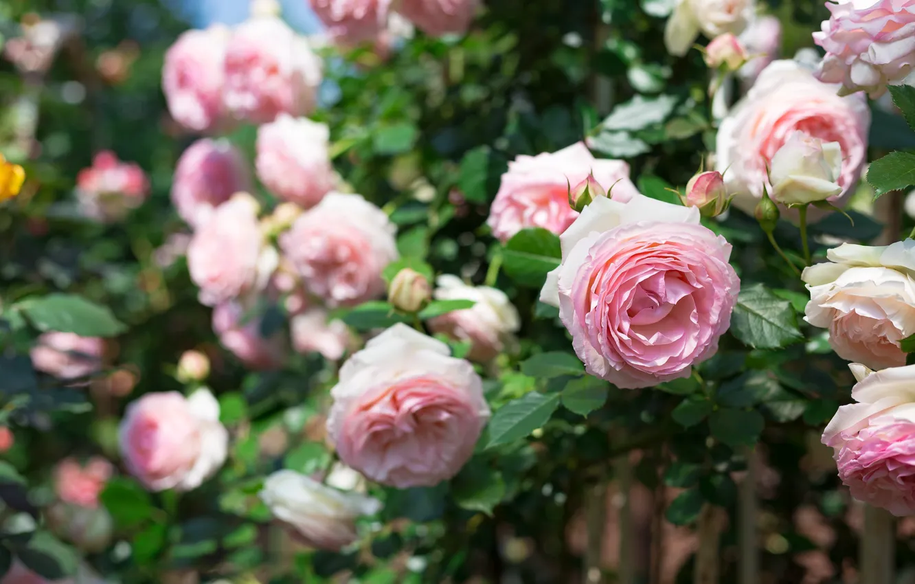 Photo wallpaper leaves, flowers, roses, garden, pink, bokeh, lush, rose Bush