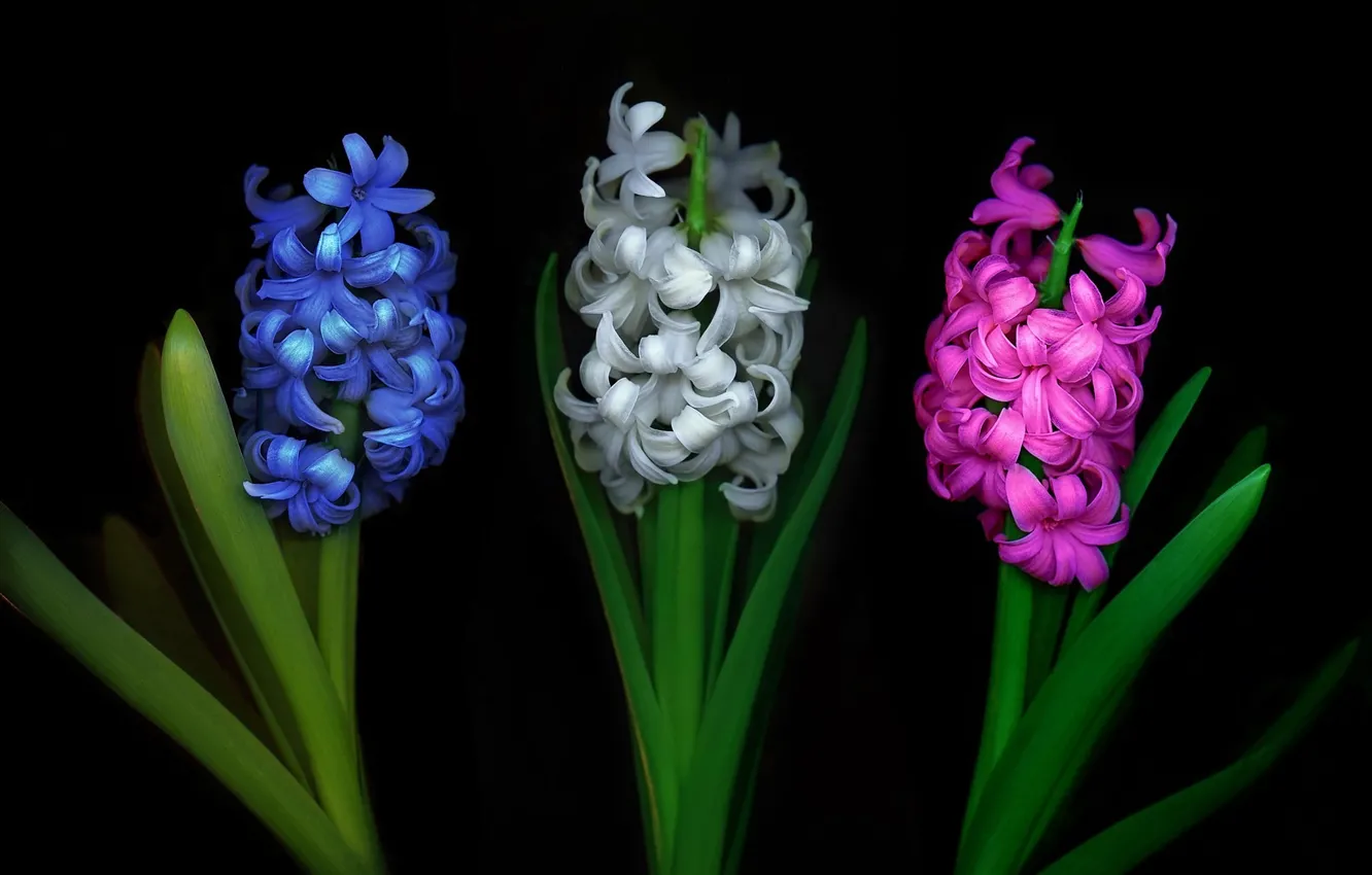 Photo wallpaper flowers, spring, black background, trio, hyacinths