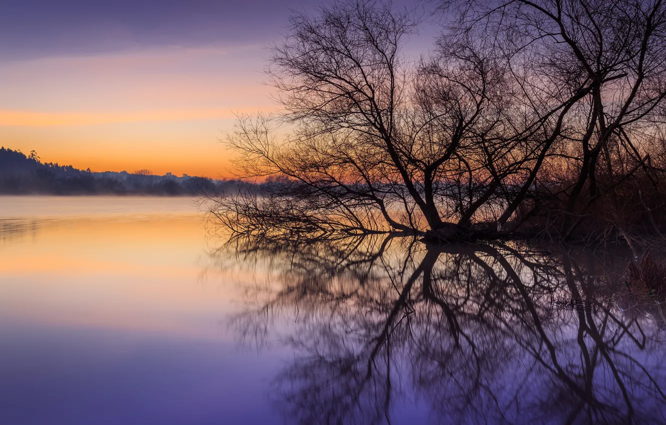 Photo wallpaper forest, trees, fog, reflection, river, dawn, shore, Morning