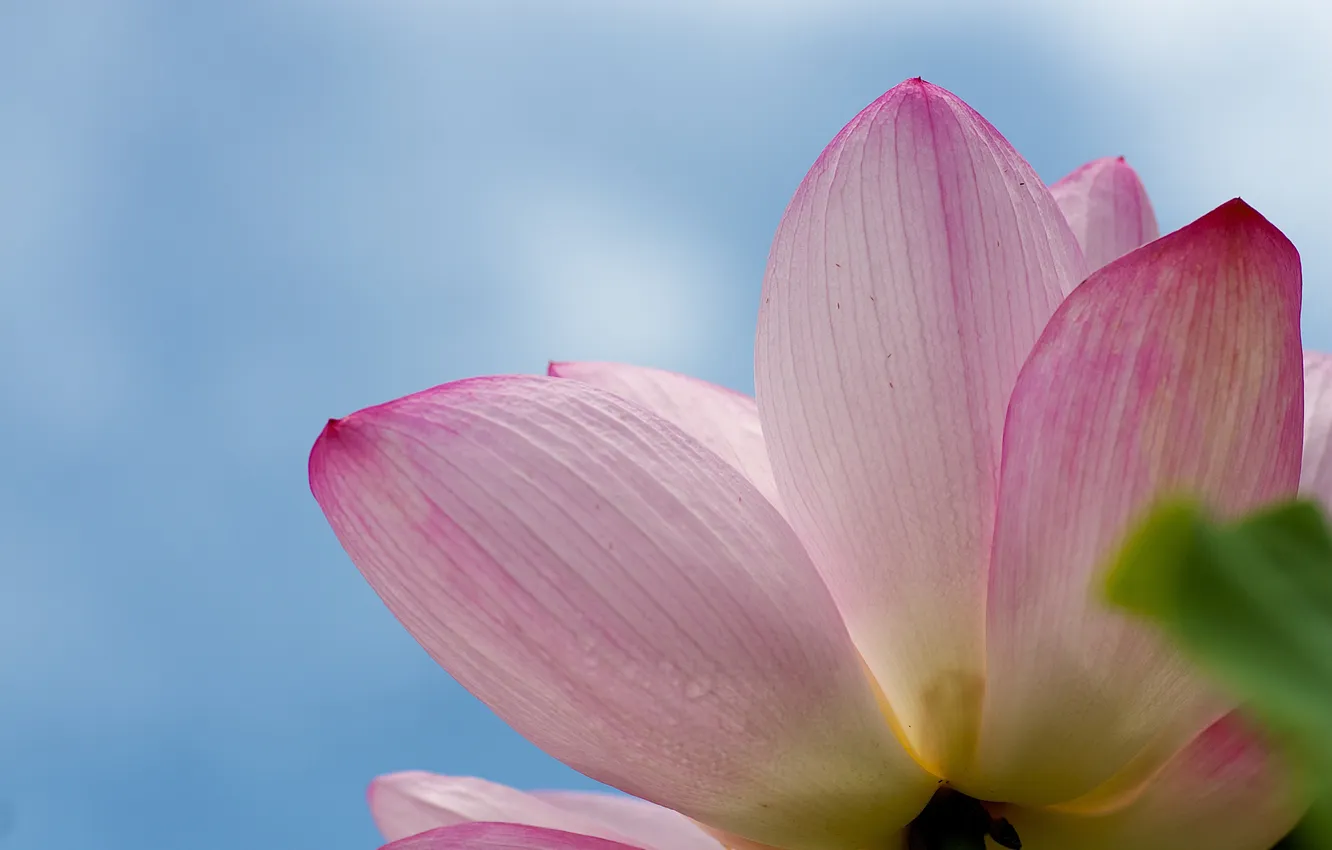 Photo wallpaper the sky, flowers, Lotus, pink, water Lily