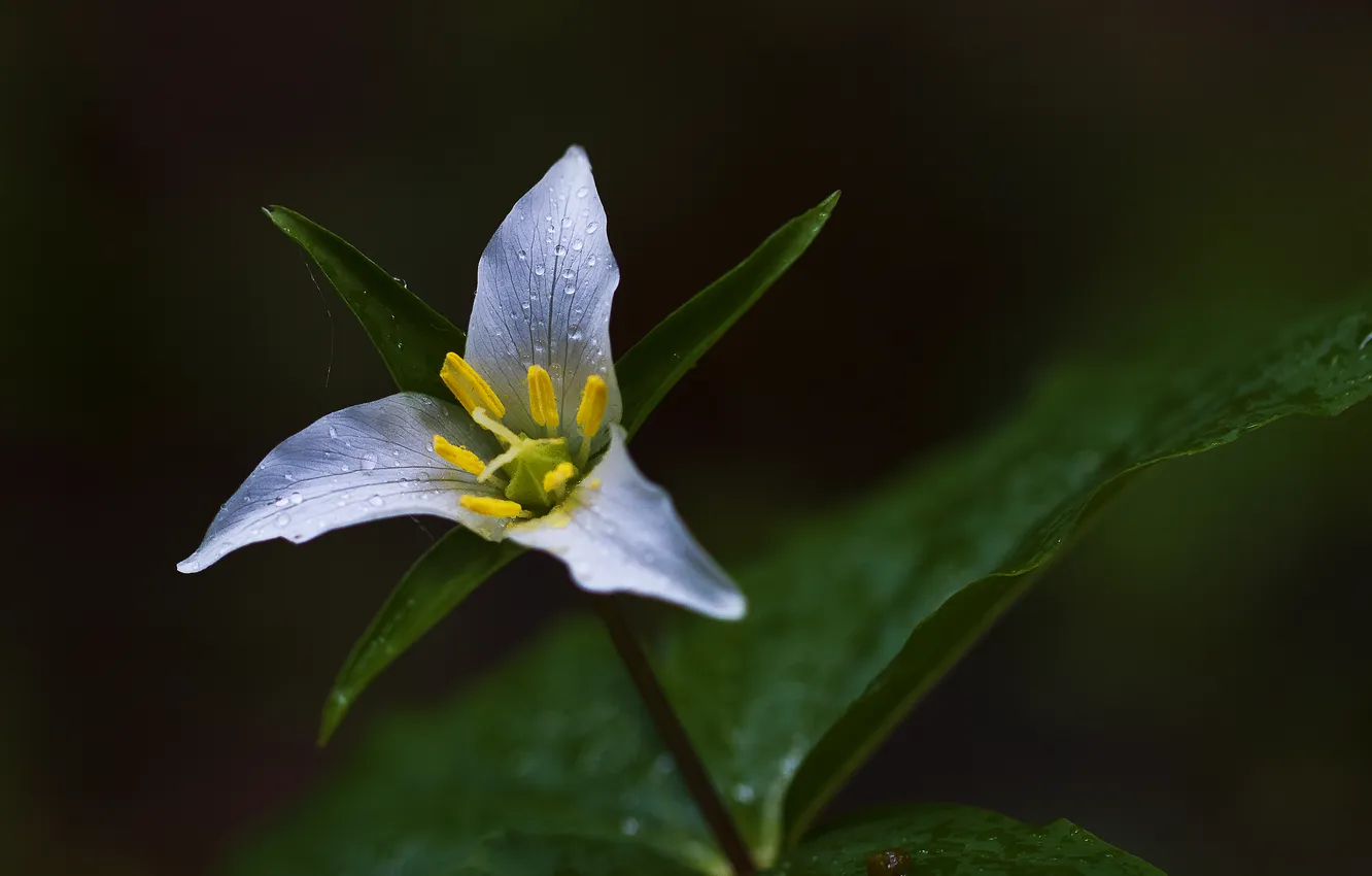 Photo wallpaper greens, flowers, blue, yellow