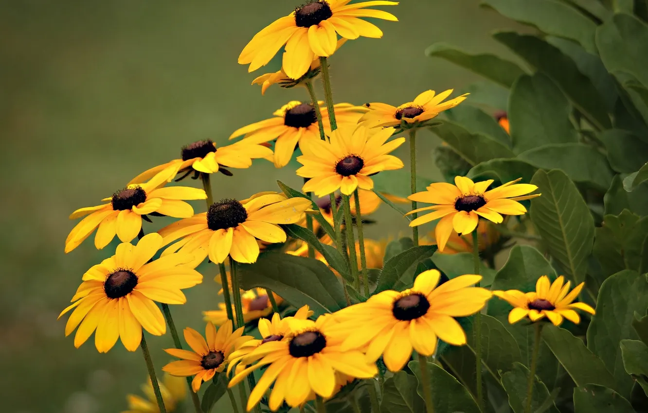 Photo wallpaper flowers, yellow, background, rudbeckia