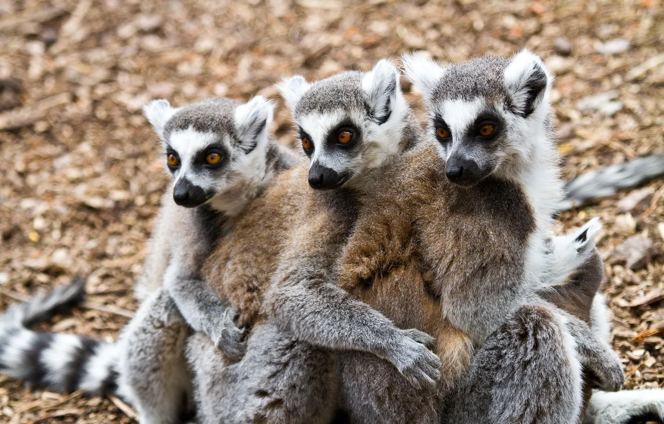 Photo wallpaper eyes, three, Lemur, muzzle, views