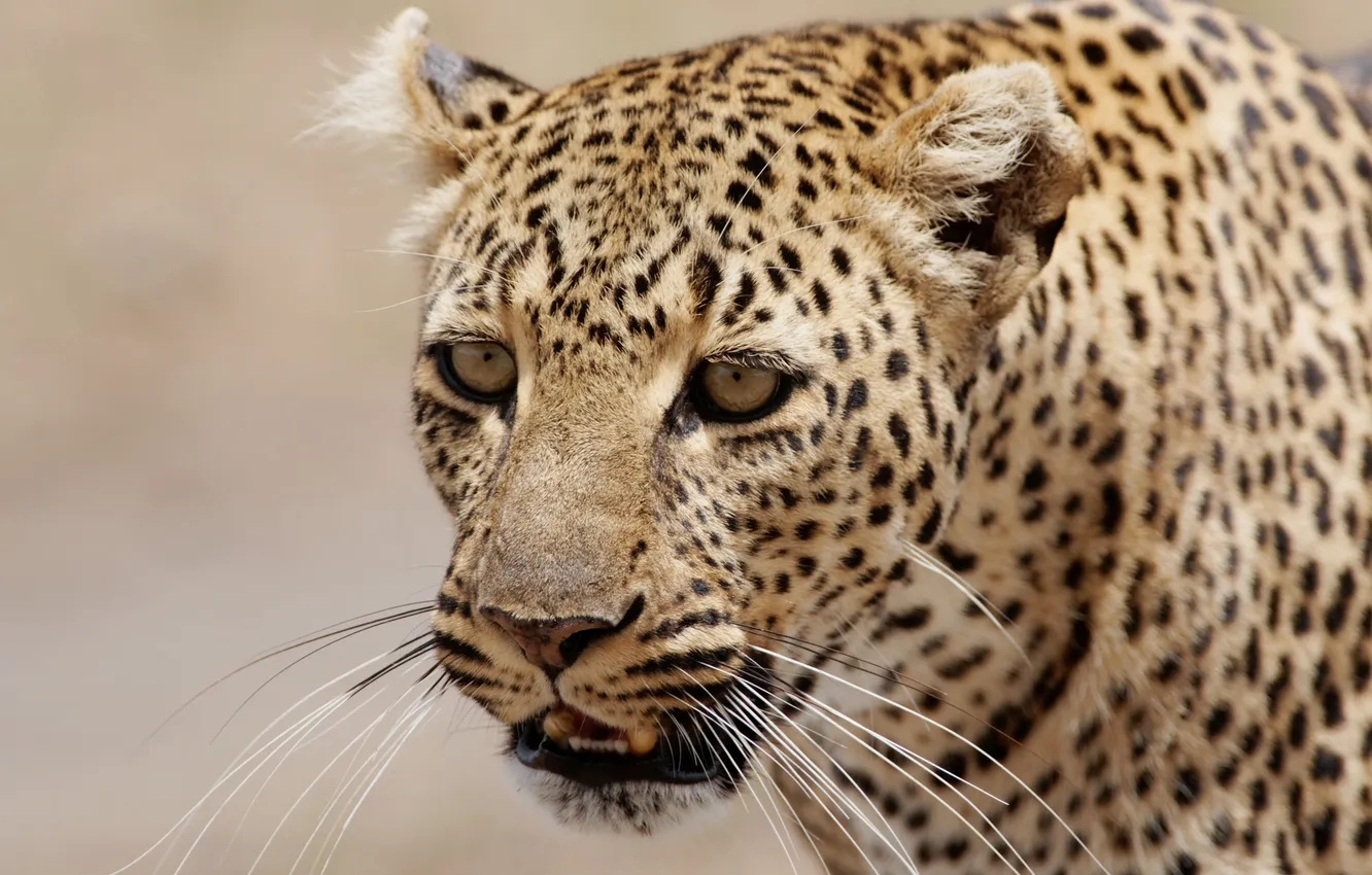 Photo wallpaper cat, look, face, leopard