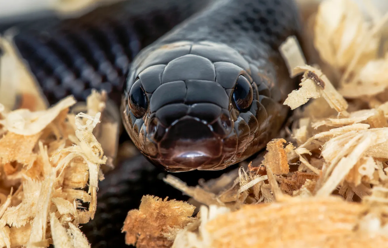 Photo wallpaper look, macro, snake, hypnosis