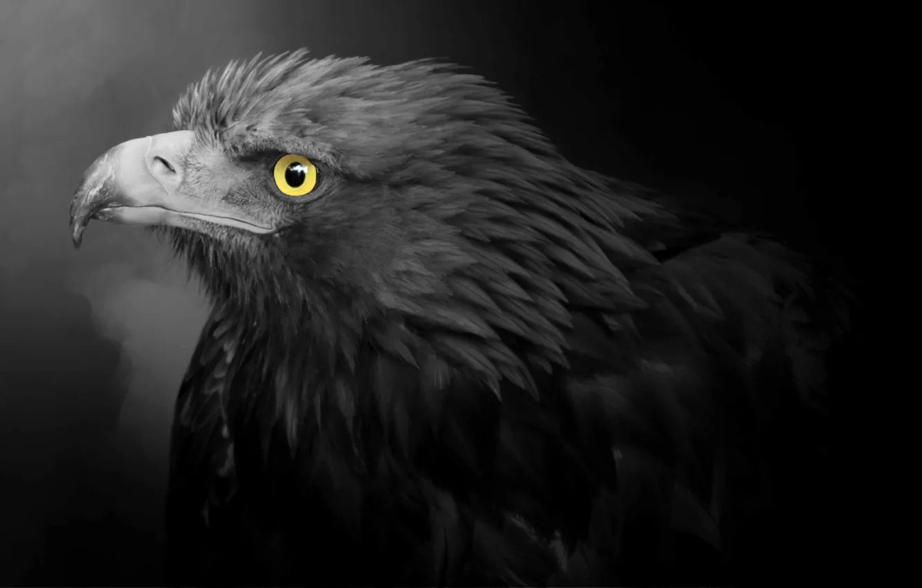 Photo wallpaper predator, beak, Golden eagle, Golden Eagle